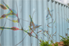 Arabidopsis mural 2